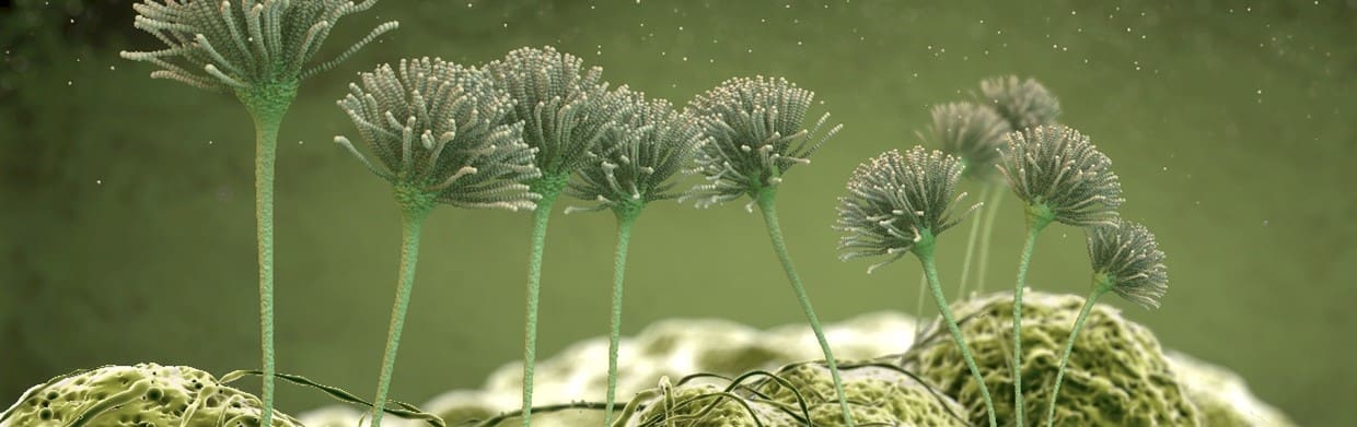 Fungal Analysis